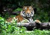 Woman in Legal Trouble After Allegedly Sticking Hand Into Tiger Enclosure