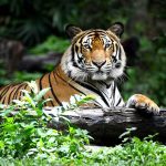 Woman in Legal Trouble After Allegedly Sticking Hand Into Tiger Enclosure