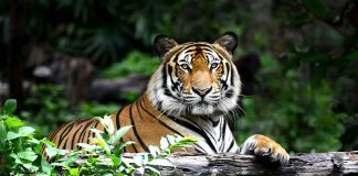 Woman in Legal Trouble After Allegedly Sticking Hand Into Tiger Enclosure