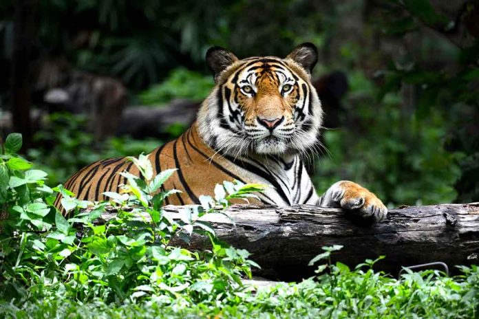 Woman in Legal Trouble After Allegedly Sticking Hand Into Tiger Enclosure