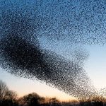 A huge flock of birds in the sky.