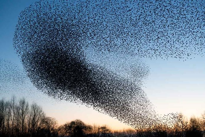 A huge flock of birds in the sky.