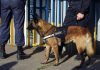 Police dog standing with two officers