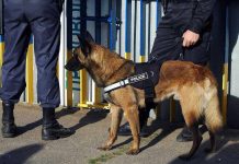 Police dog standing with two officers