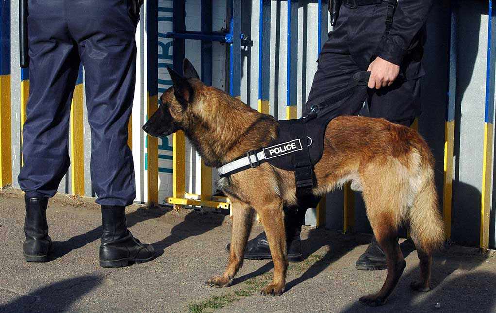 527852191 Police dog standing with two officers