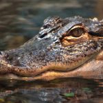 Florida Woman Punches Alligator, Saves Dog! Close-up of a crocodile's head partially submerged in water