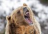 Bear roaring in snowy environment showing sharp teeth