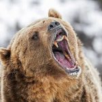 California Home Turned Prison By 550-Pound Intruder Bear roaring in snowy environment showing sharp teeth