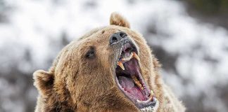Bear roaring in snowy environment showing sharp teeth