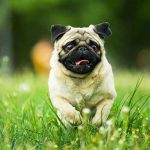 Pet Owner’s Plan Goes HILARIOUSLY Wrong Pug running in grassy field