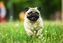 Pug running in grassy field