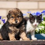 Puppy Sale TRAP — Woman Executed and BURNED A puppy and a kitten sitting together in front of colorful flowers