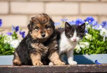 Puppy Sale TRAP — Woman Executed and BURNED A puppy and a kitten sitting together in front of colorful flowers