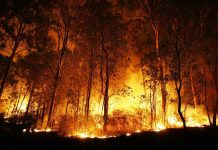 Forest engulfed in intense wildfire during nighttime.