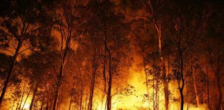 Forest engulfed in intense wildfire during nighttime.