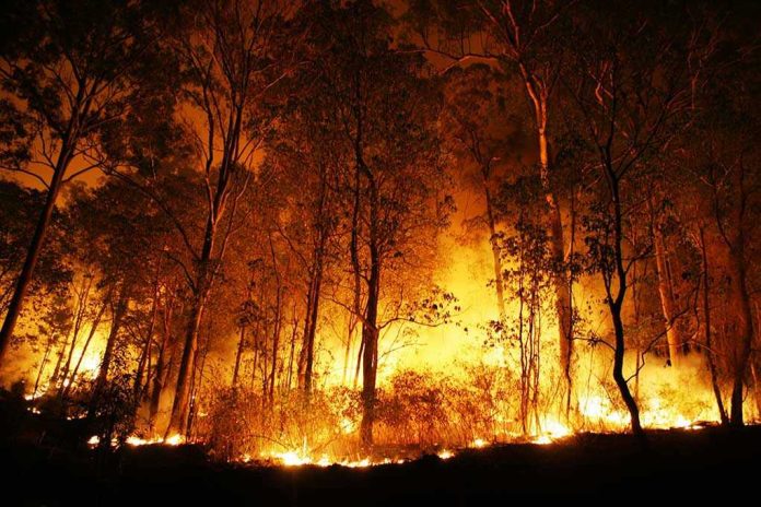 Forest engulfed in intense wildfire during nighttime.