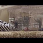 Edina woman convicted of assault in 'tarantula tosser' case