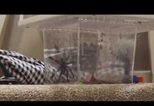 Edina woman convicted of assault in 'tarantula tosser' case