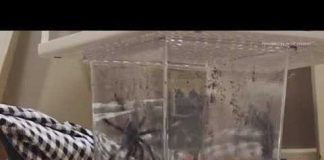 Edina woman convicted of assault in 'tarantula tosser' case