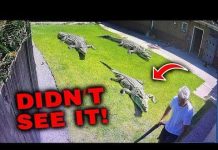 Doctor RELEASES Wife’s Hand—Crocodile Drags Him Under The TERRIFYING LAST MOMENTS Of David Hogbin