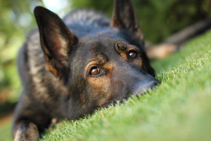 shutterstock_171396683.jpg Close-up of a dog resting on green grass