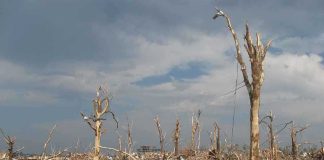 A landscape showing destruction from a natural disaster with fallen trees and debris scattered across the ground