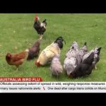 Australia bird flu: Agriculture ministry confirms first case of contagious H5 strain in country