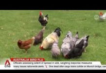 Australia bird flu: Agriculture ministry confirms first case of contagious H5 strain in country