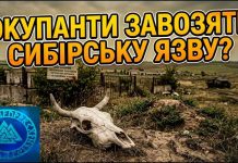 Anthrax in the Kherson region? Occupiers are bringing in infected carcasses