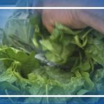 Explosive Diarrhea Tied To Taco Bell Cyclospora outbreak origin discovered