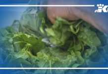 Cyclospora outbreak origin discovered