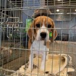Charges Filed Against Rescue Operator beagle puppy in a metal crate