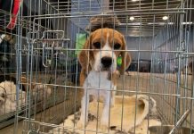 beagle puppy in a metal crate