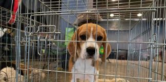 Charges Filed Against Rescue Operator beagle puppy in a metal crate