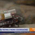 These Cyborg COCKROACHES Could Save Your Life Scientists are turning cyborg cockroaches into tiny rescue teams