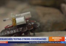 Scientists are turning cyborg cockroaches into tiny rescue teams