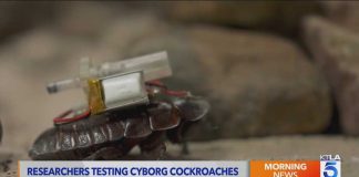 These Cyborg COCKROACHES Could Save Your Life Scientists are turning cyborg cockroaches into tiny rescue teams