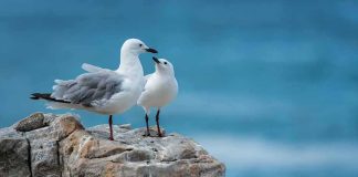Two seagulls standing on a rocky ledge by the sea