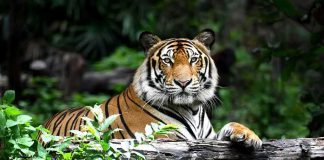 Tiger resting on a log in lush forest