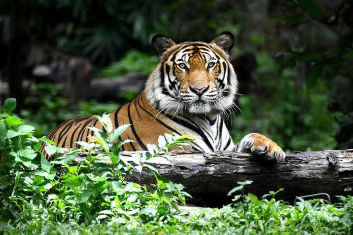 shutterstock_268586531-1 Tiger resting on a log in lush forest